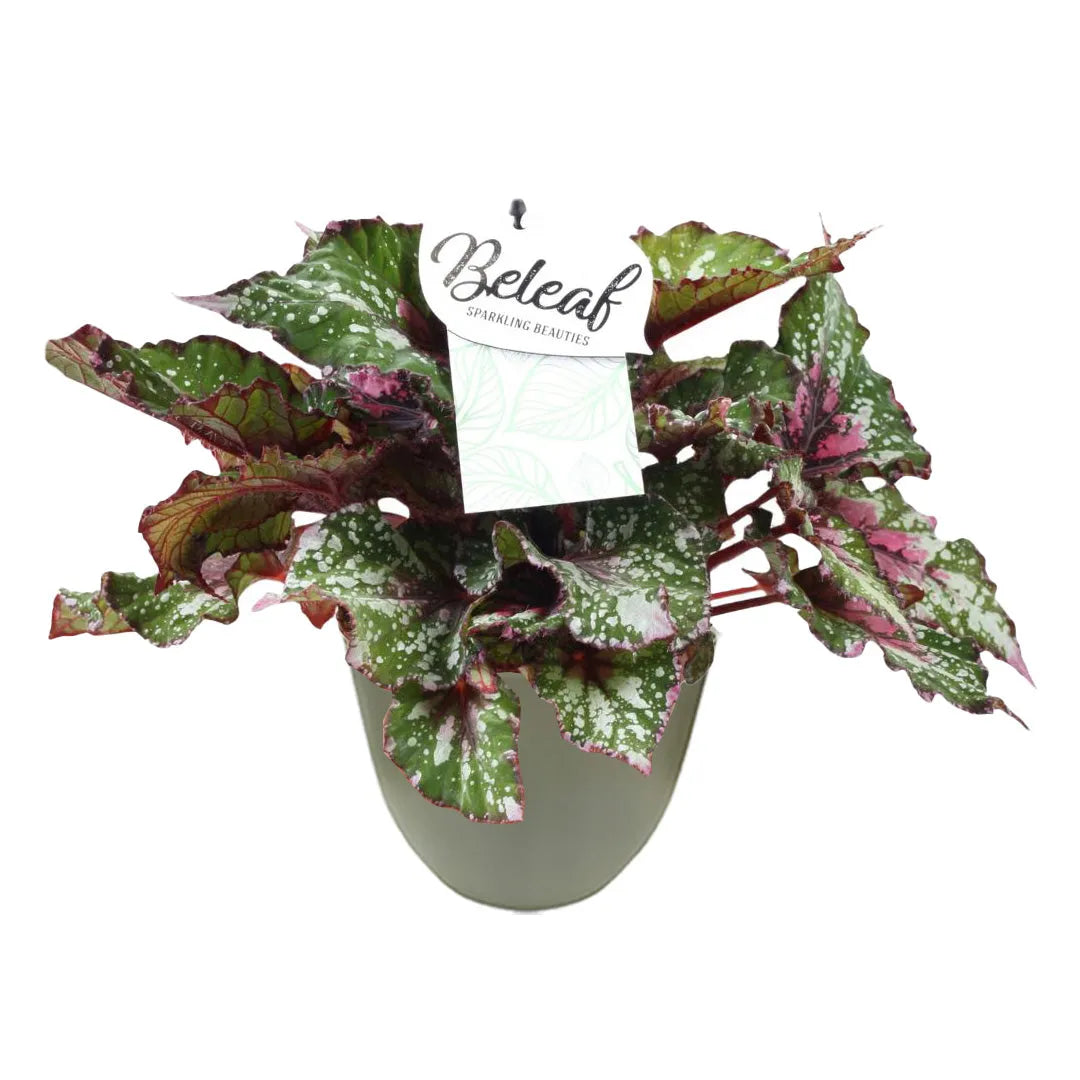 Pianta con foglie dai toni verde, rosa e bordeaux, venature marcate e bordi arricciati, sistemata in un vaso verde chiaro.