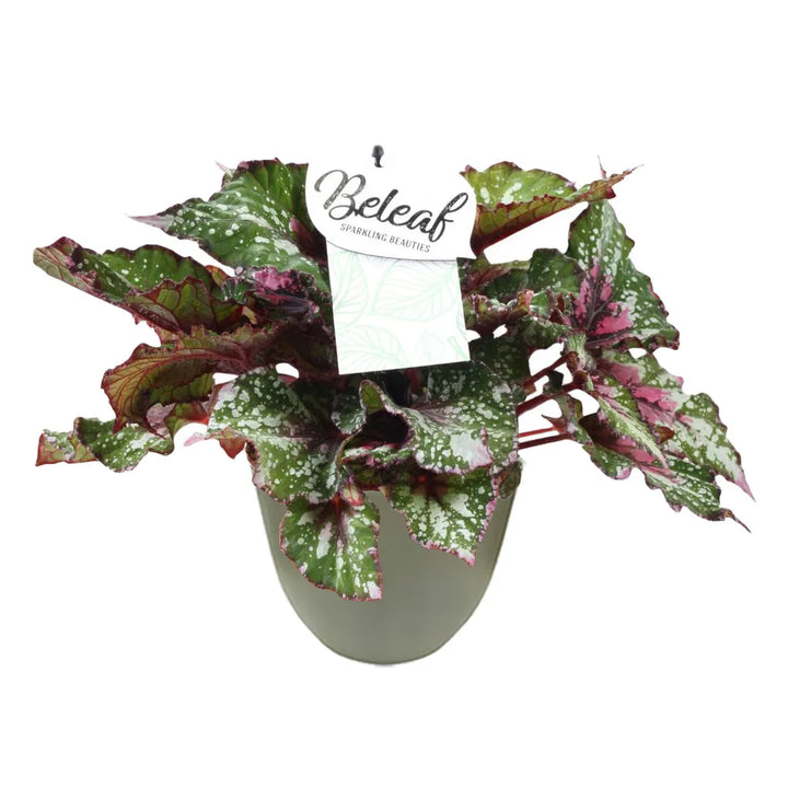 Pianta con foglie dai toni verde, rosa e bordeaux, venature marcate e bordi arricciati, sistemata in un vaso verde chiaro.