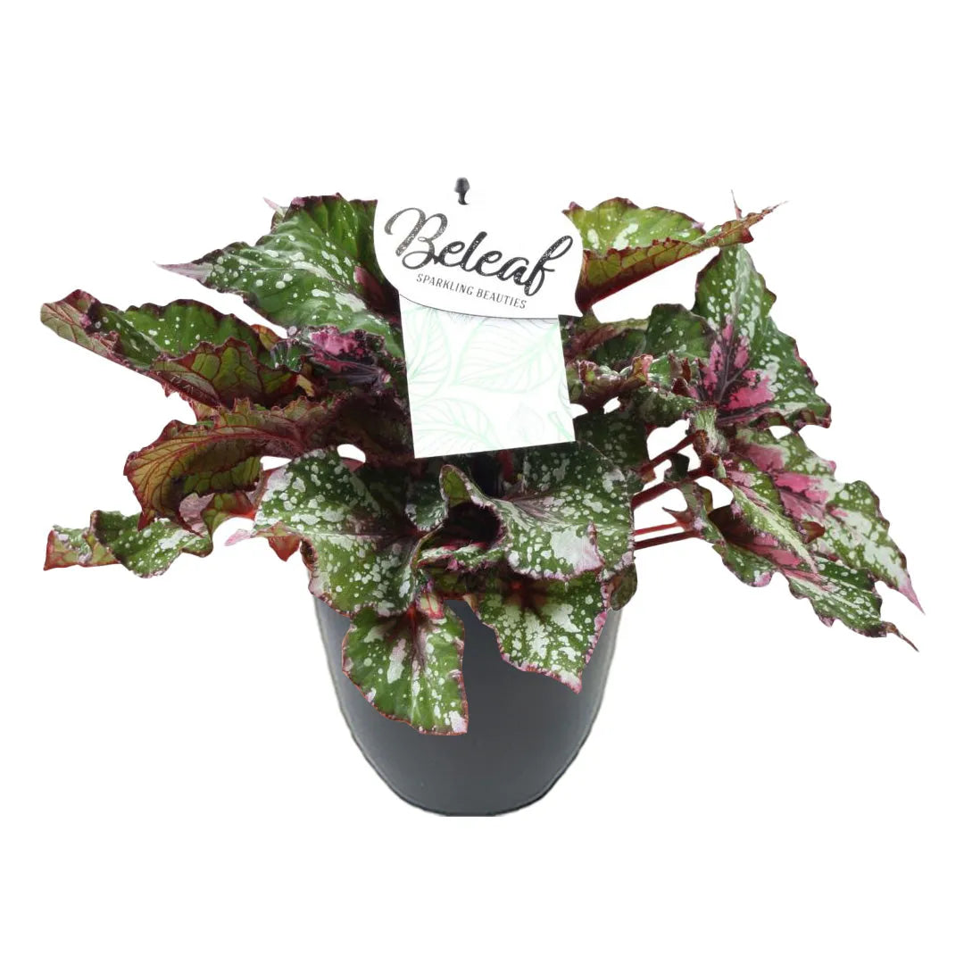 Begonia beleaf Alaska Creek H. 32 cm