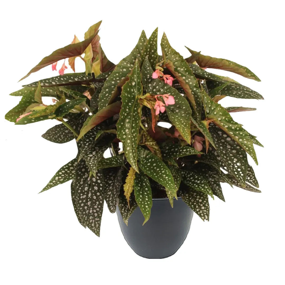 Pianta con foglie verde scuro a forma allungata, coperte da numerosi puntini argentati, con piccoli fiori rosa pendenti, collocata in un vaso nero.