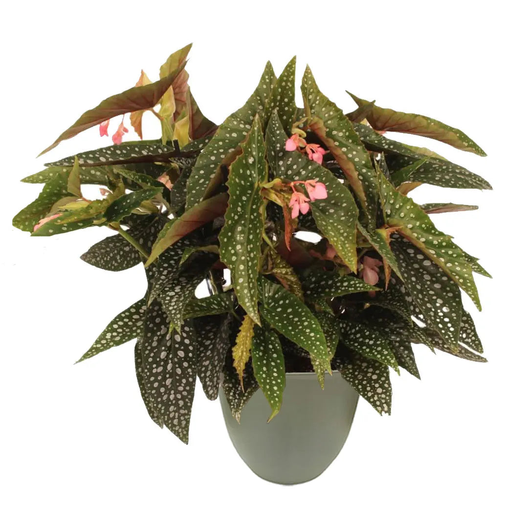 Pianta con foglie verdi punteggiate di argento e piccoli fiori rosa, disposta in un vaso verde chiaro su sfondo bianco.