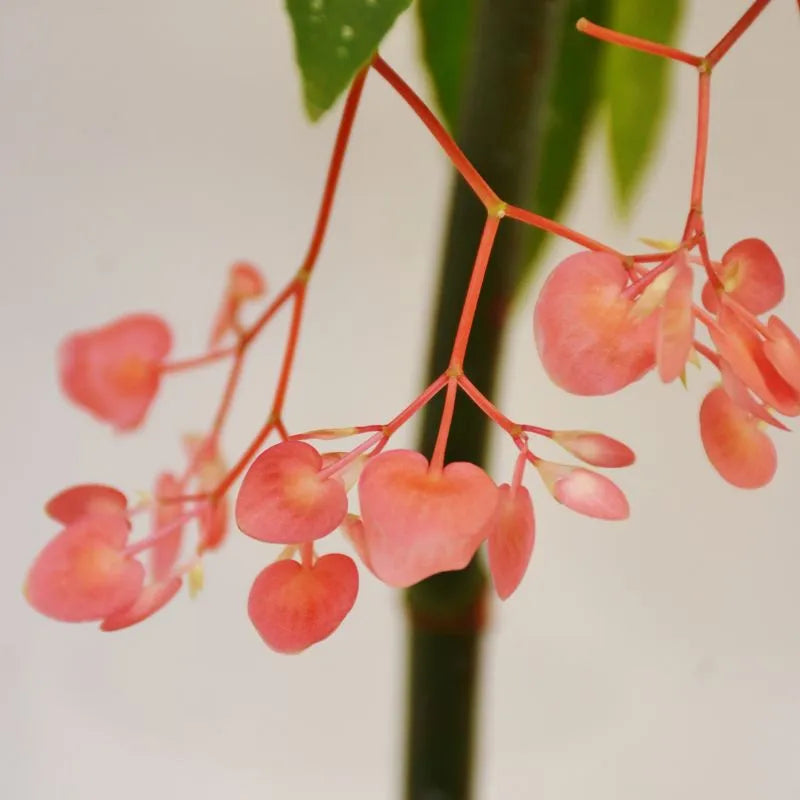 immagine mostra detaglio dei fiori della painta 