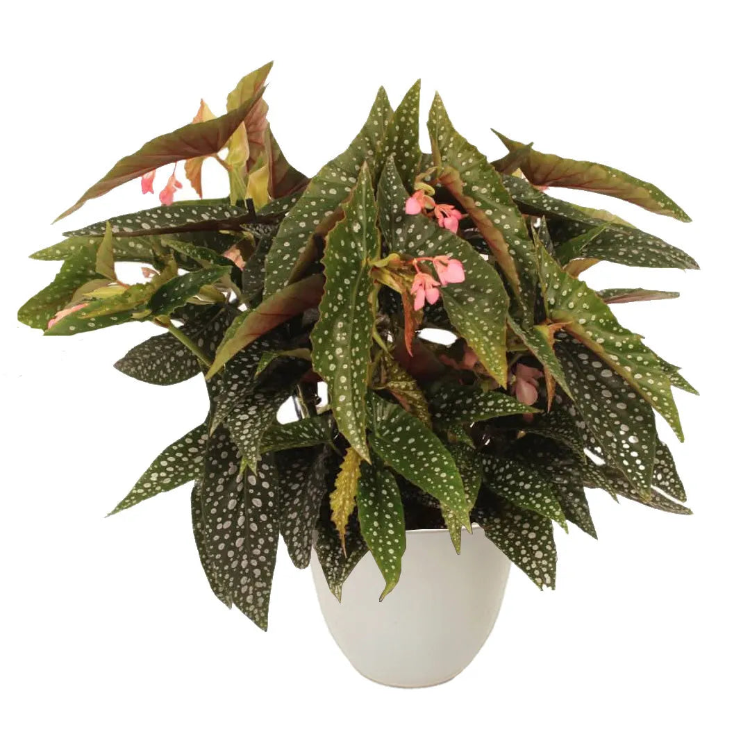 Pianta dalle foglie allungate e screziate di punti chiari, con boccioli rosa, in vaso avorio lucido su sfondo neutro.