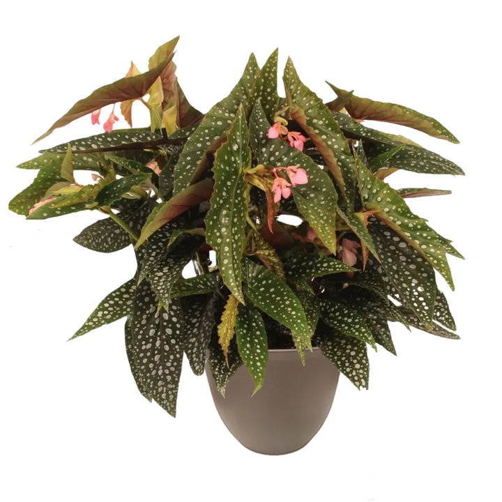 Pianta con foglie maculate di verde e argento e fiori rosa delicati, sistemata in un vaso tortora su sfondo bianco.