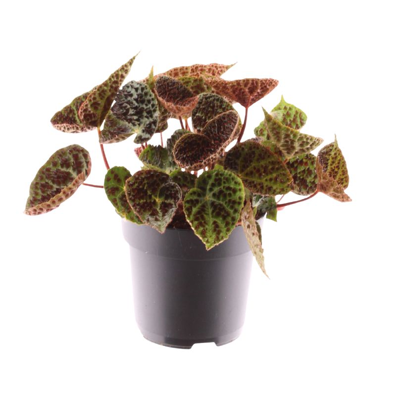 immagine mostra una pianta con fogliee verdi e piccoli puntini neri 