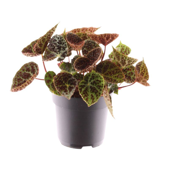 immagine mostra una pianta con fogliee verdi e piccoli puntini neri 