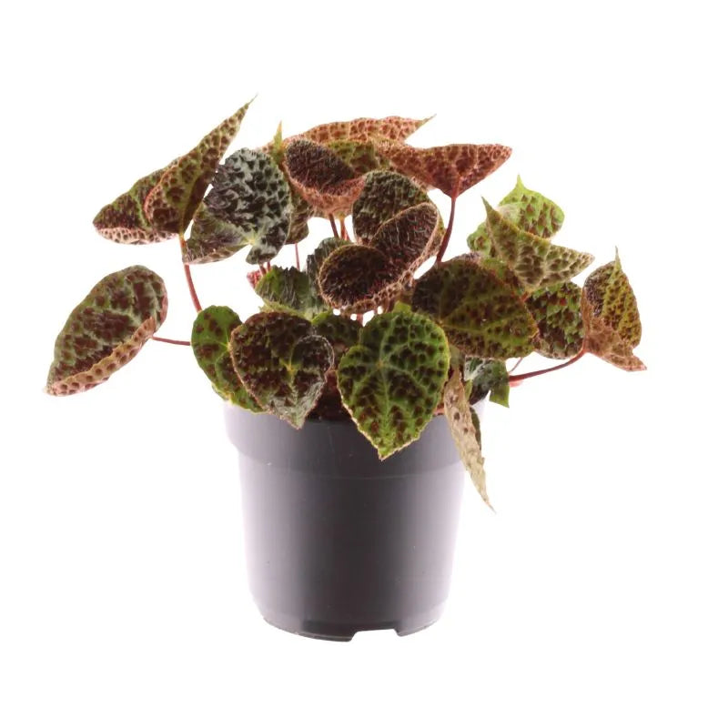 immagine mostra una pianta con fogliee verdi e piccoli puntini neri 