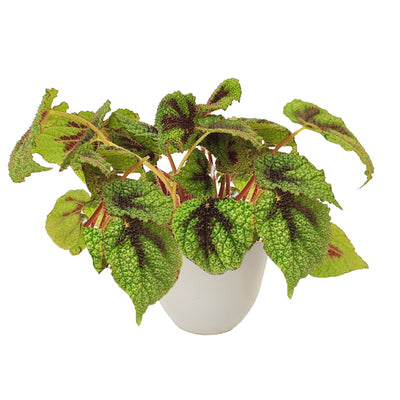 Begonia foliage masoniana Iron Cross H. 28 cm