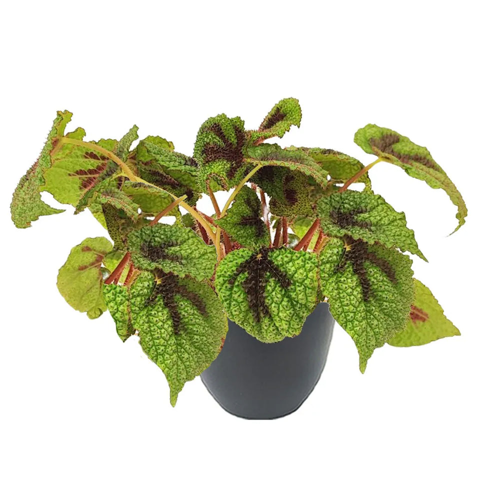 Pianta dalle foglie grandi e ruvide di colore verde acceso con disegni scuri, sistemata in un vaso nero su sfondo bianco.