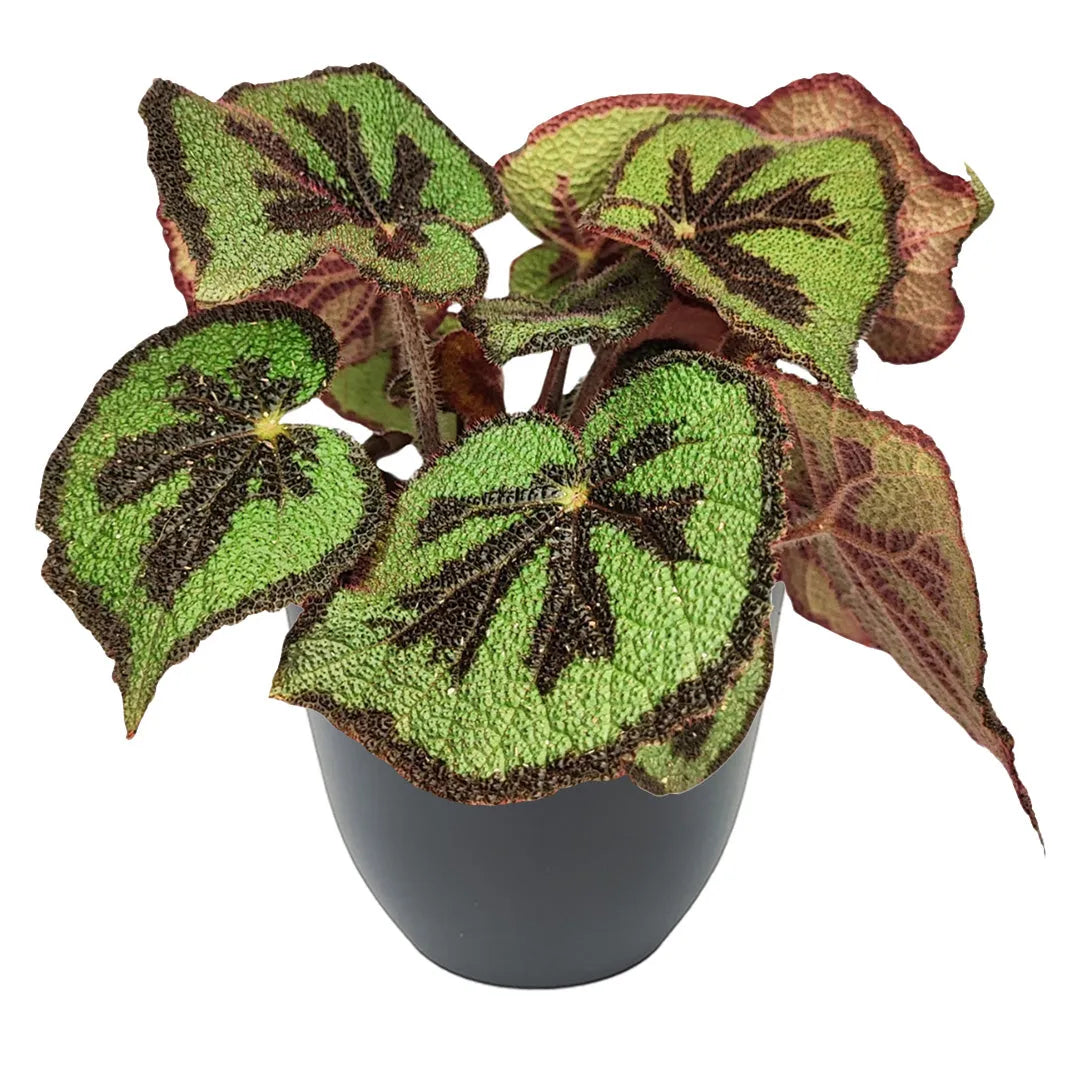 Begonia masoniana in vaso antracite 14 cm, foglie rugose verde chiaro con croce centrale marrone, pianta decorativa per interni