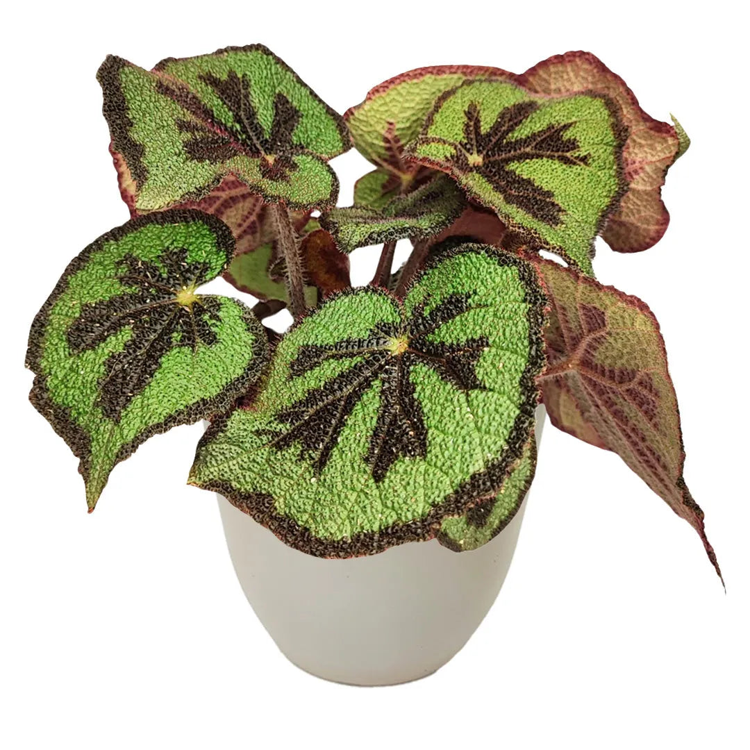 Begonia masoniana con foglie verdi rugose e croce scura in vaso bianco Ø14 cm, pianta tropicale da interno