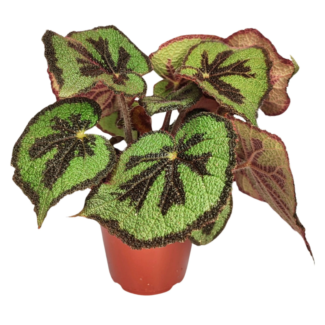 Begonia masoniana in vaso rosso nursery Ø14 cm, foglie rugose verdi con nervature a croce, pianta tropicale disponibile sfusa