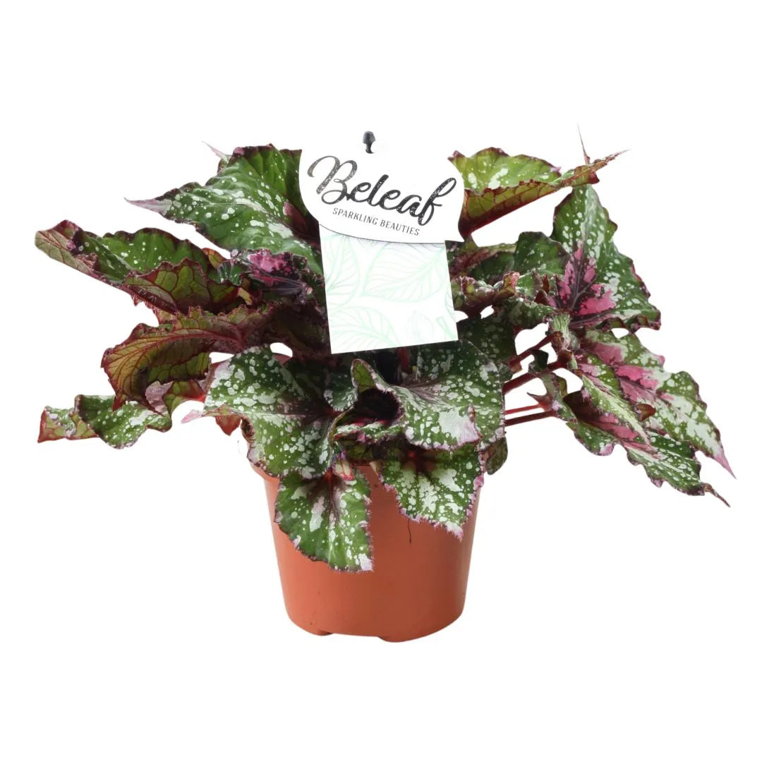 Begonia beleaf Alaska Creek D.17 cm