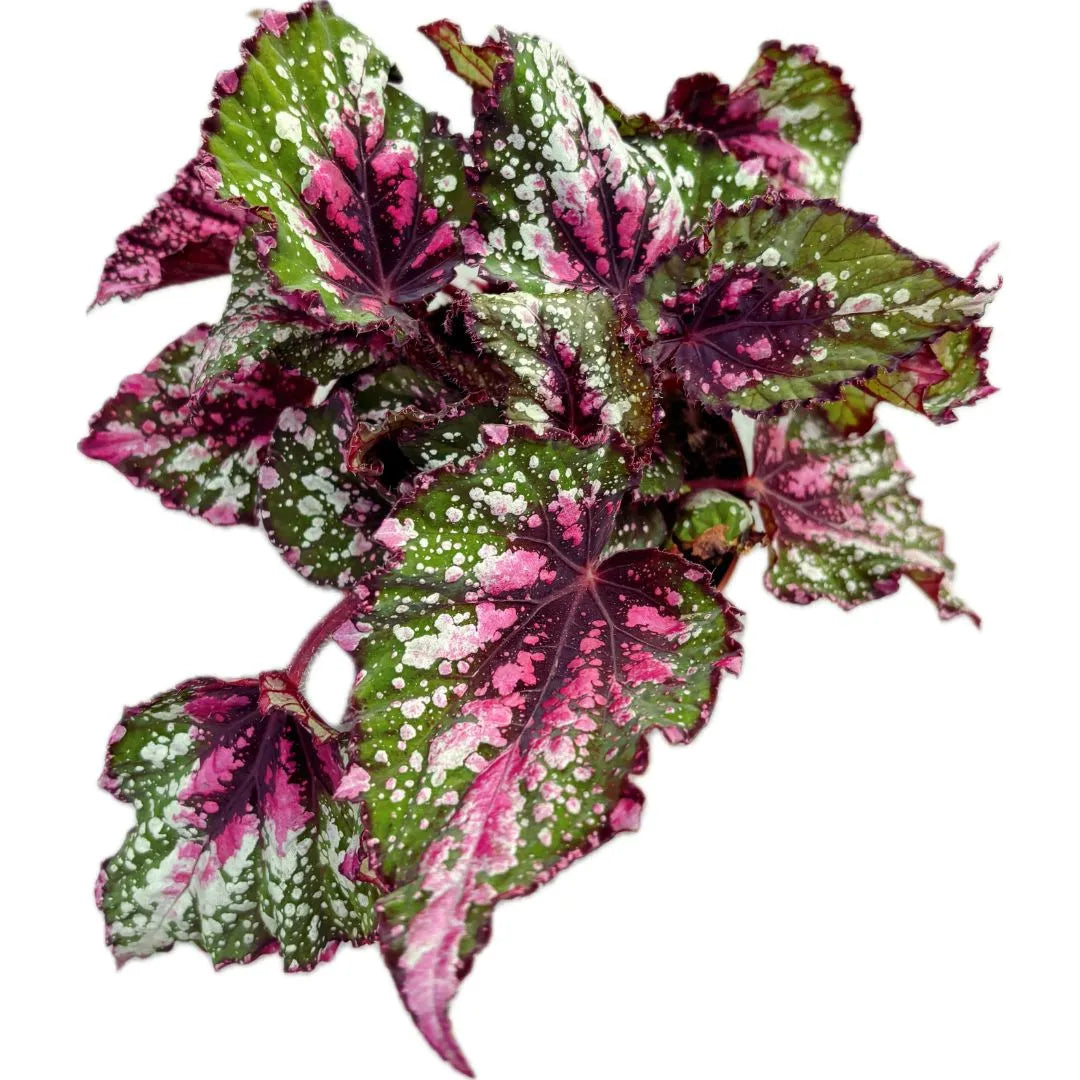 Vista dall’alto di foglie variegate verde, rosa e bordeaux, con puntini bianchi diffusi e superficie leggermente increspata.