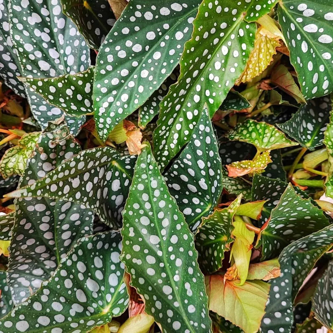 Begonia blad Double Dot H. 35 cm