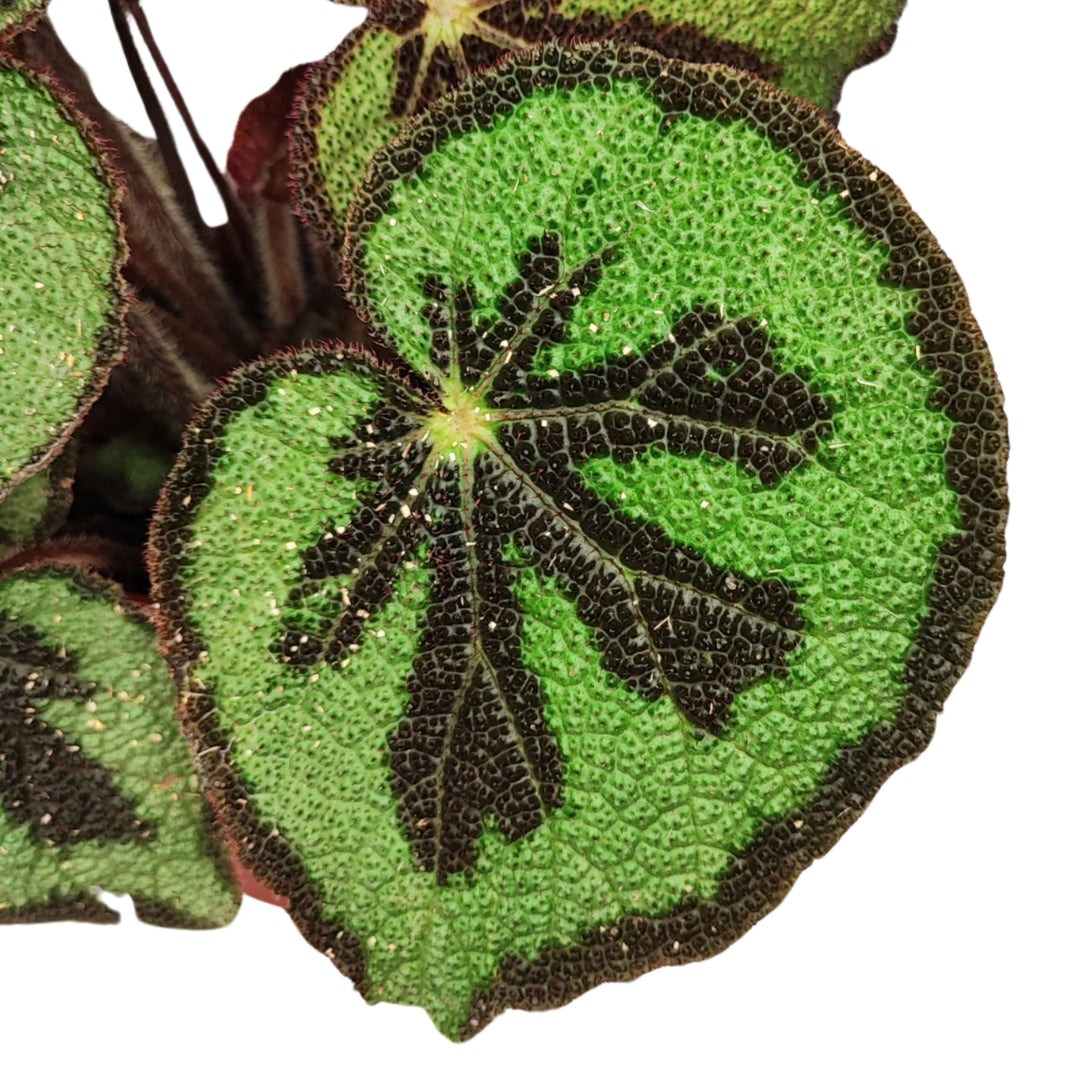 Begonia blad masoniana Mountai vaso 15 cm. - i Giardini di Giulia