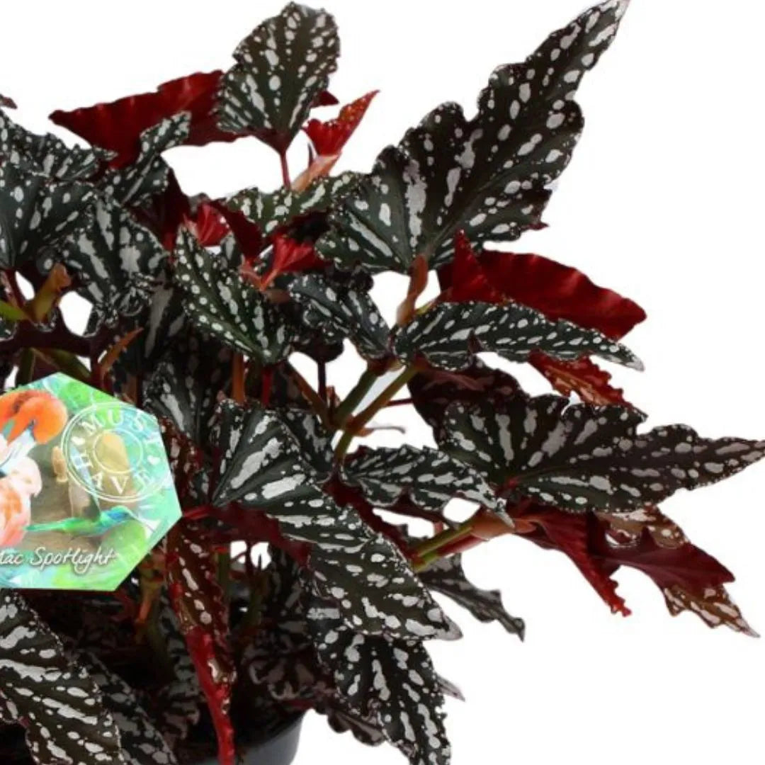 Begonia Blad Maculata Spotlight H. 35 cm