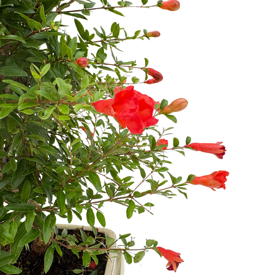 Bonsai 8 anni di Punica Granatum, dettaglio dei fiori rossi