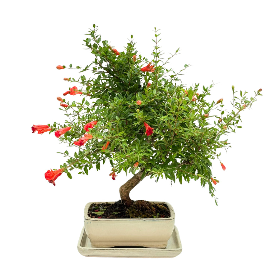 Bonsai 8 anni di Punica Grnatum, vista frontale