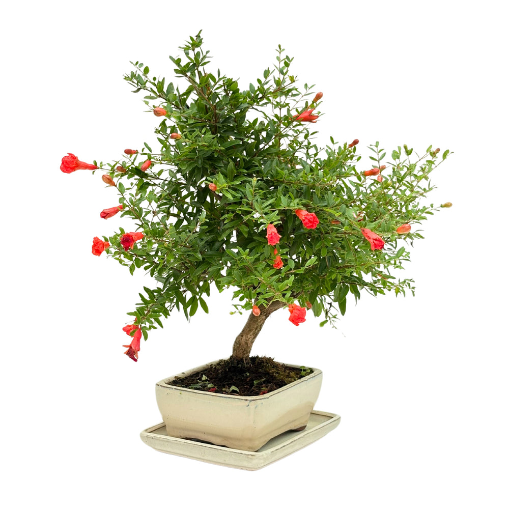 Bonsai 8 anni di Punica Granatum, vista laterale destro