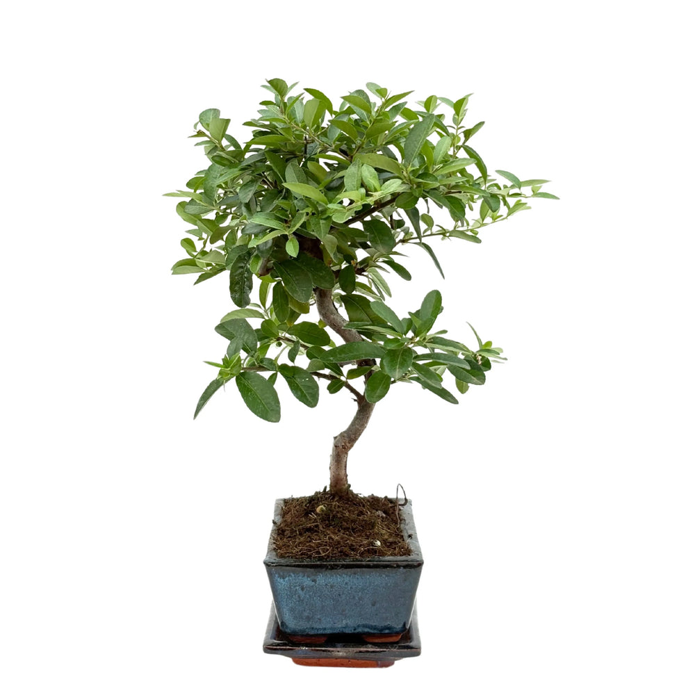 Bonsai 7 anni di Pyracantha, vista laterale destra
