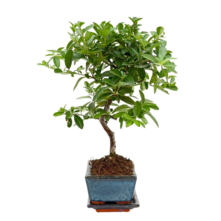 Bonsai 7 anni di Pyracantha, vista lato sinistro