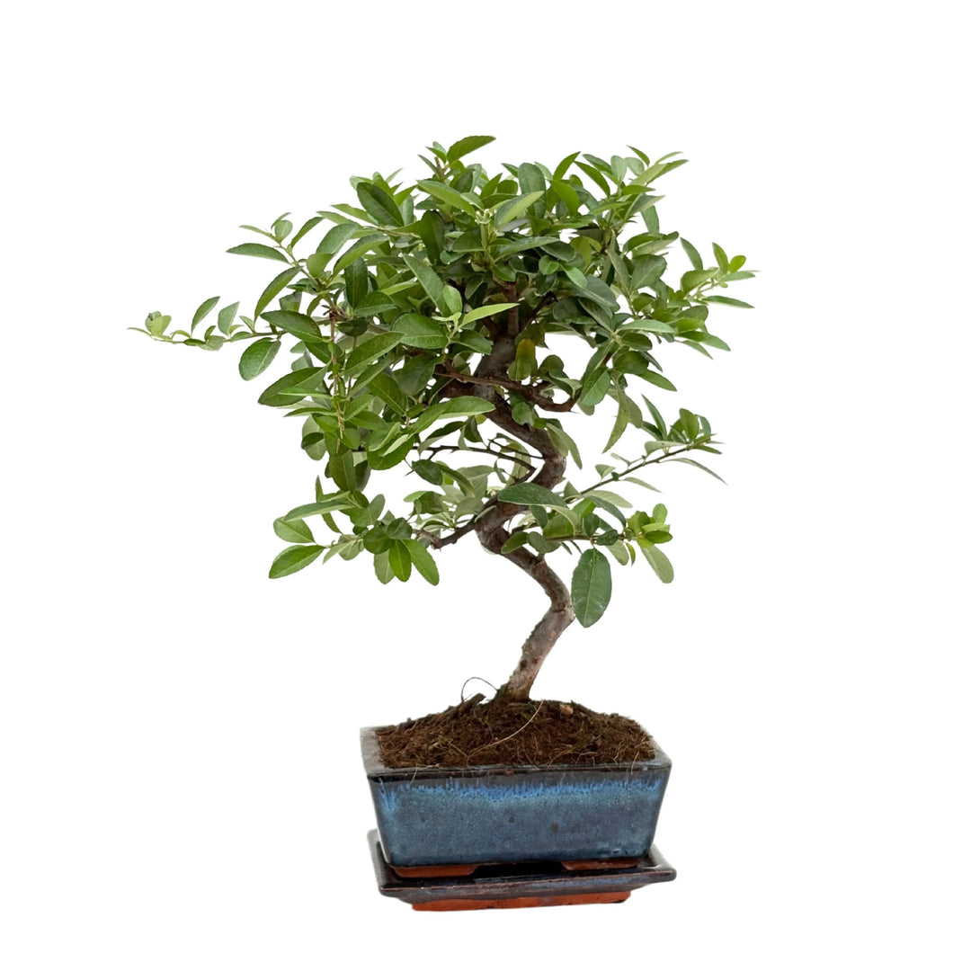 Bonsai 7 anni di Pyracantha, vista frontale