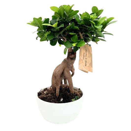 Bonsai Ficus Ginseng in Vaso ceramica Novara