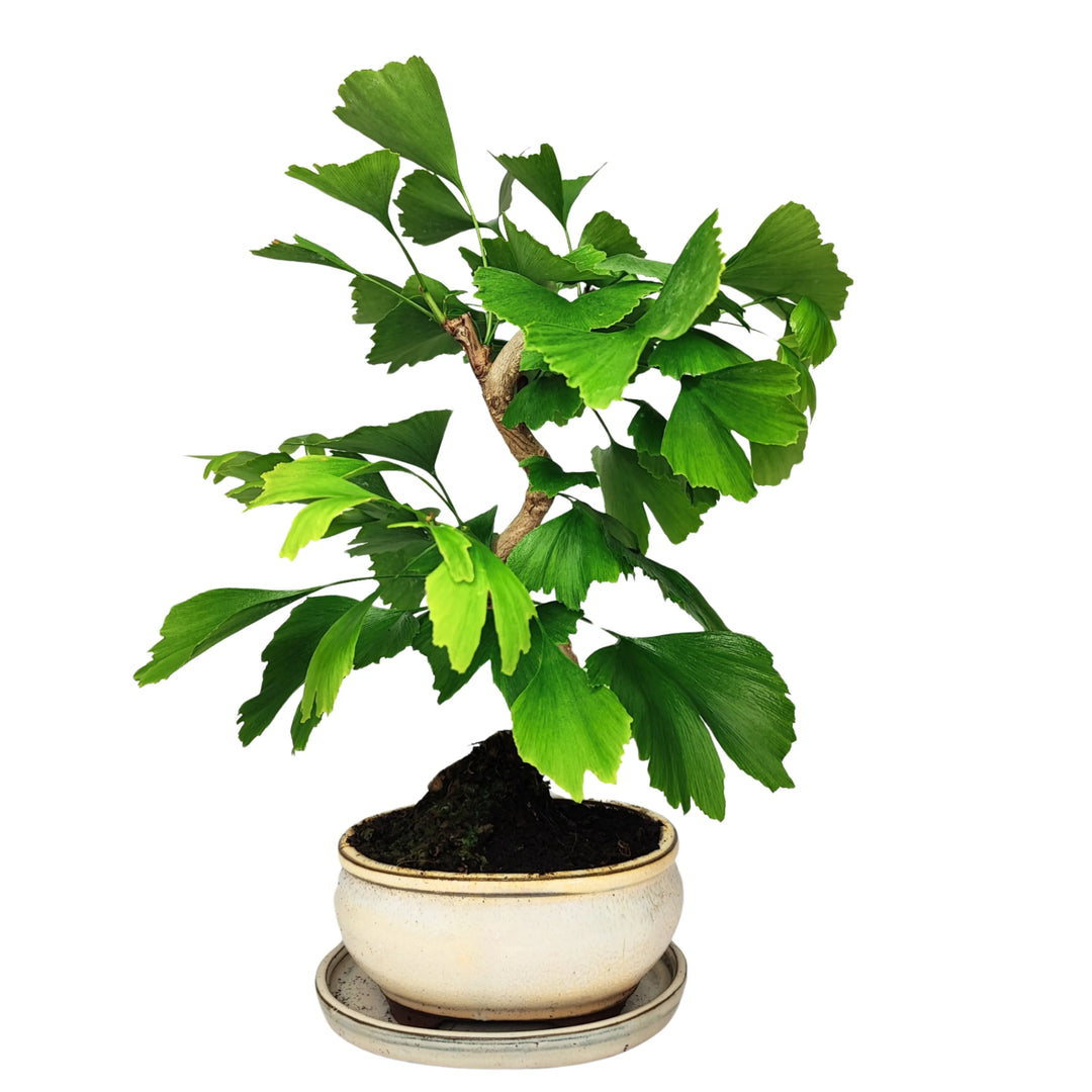 Bonsai Ginkgo biloba 8 anni in vaso tondo smaltato bianco, chioma armoniosa e foglie a ventaglio