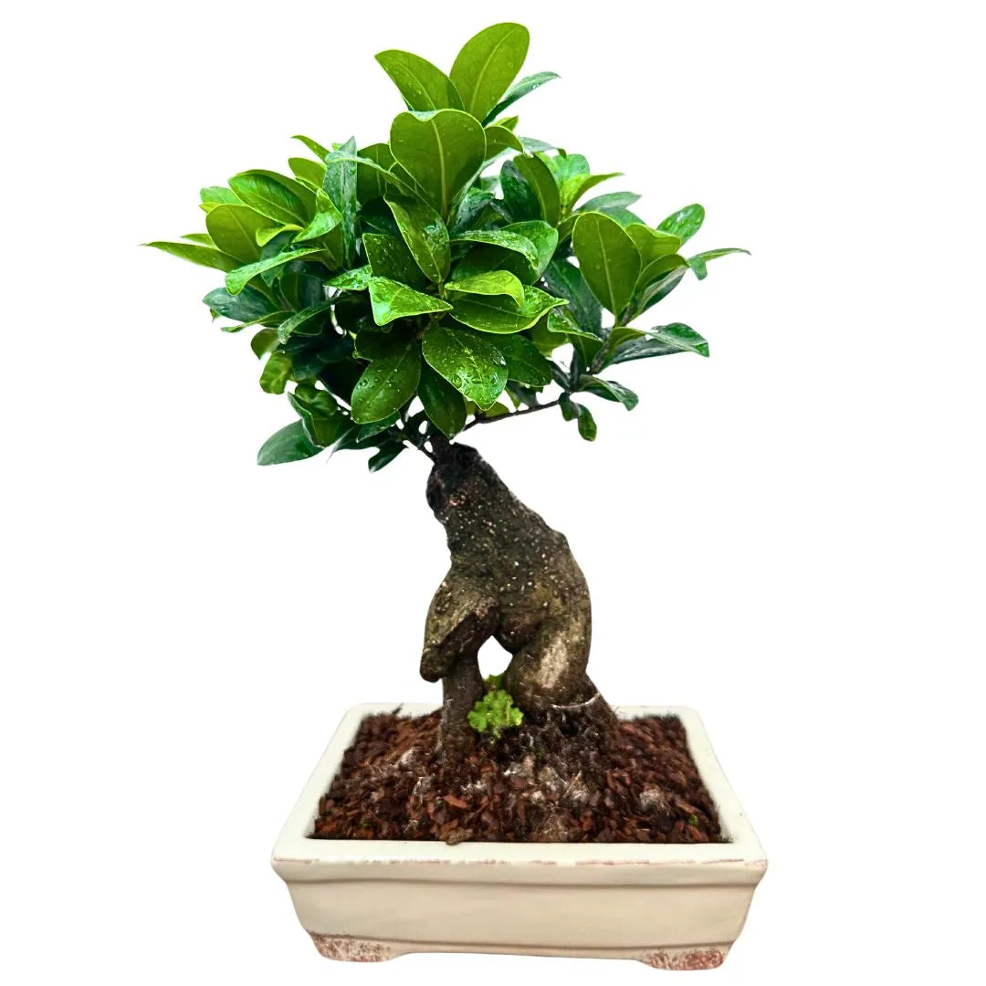 Bonsai Ginseng in Vaso Ceramica Amir - i Giardini di Giulia  