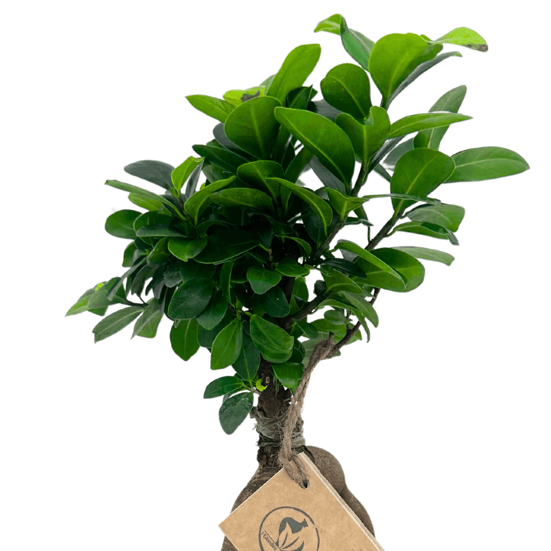 Bonsai Ficus Ginseng in vaso ceramica Bergamo