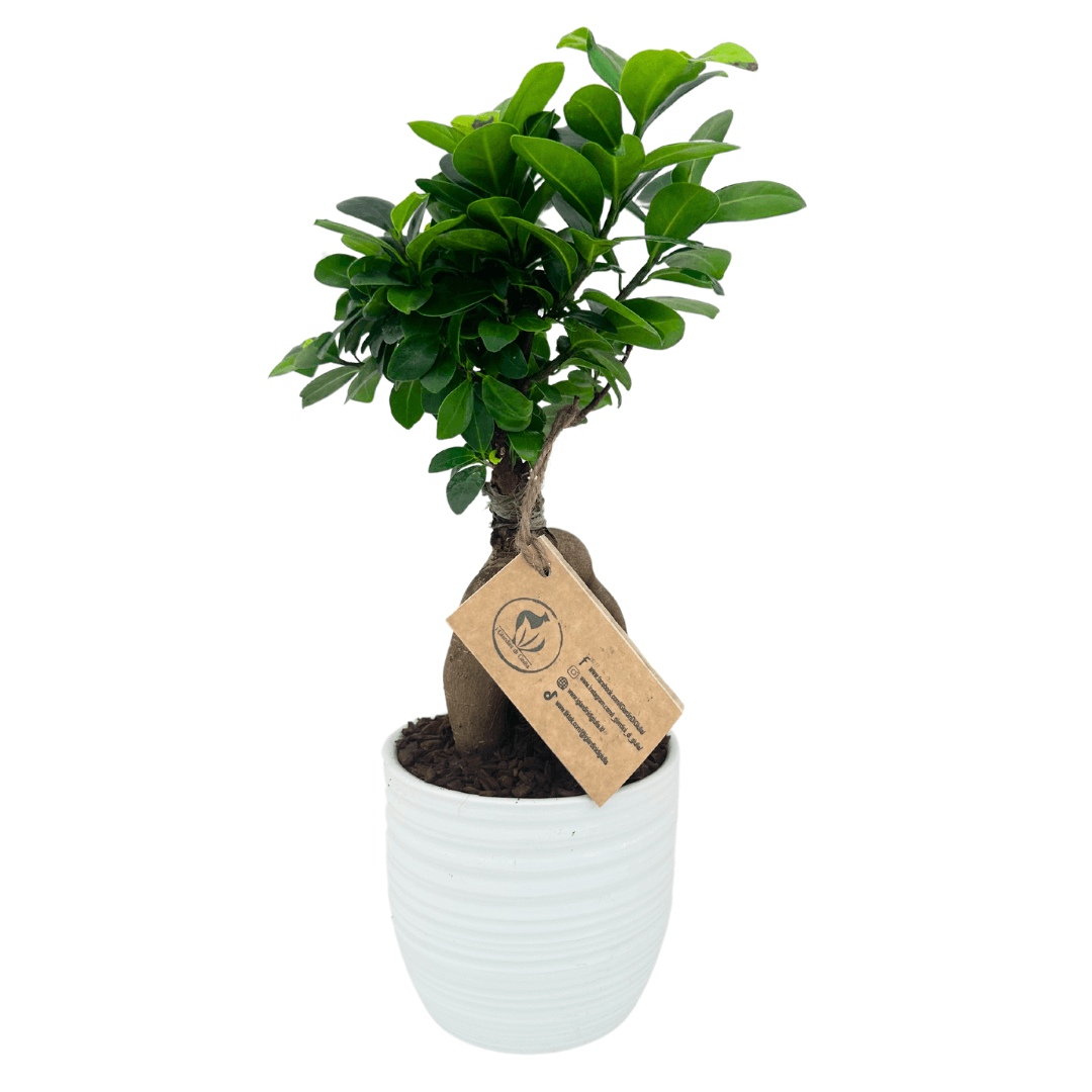 Bonsai Ficus Ginseng in vaso ceramica Bergamo