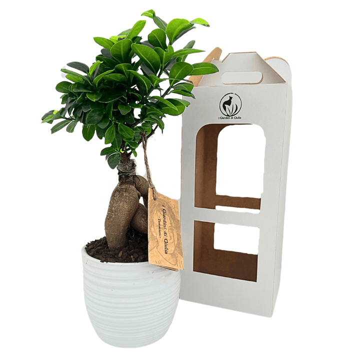 Bonsai Ficus Ginseng in vaso ceramica Bergamo