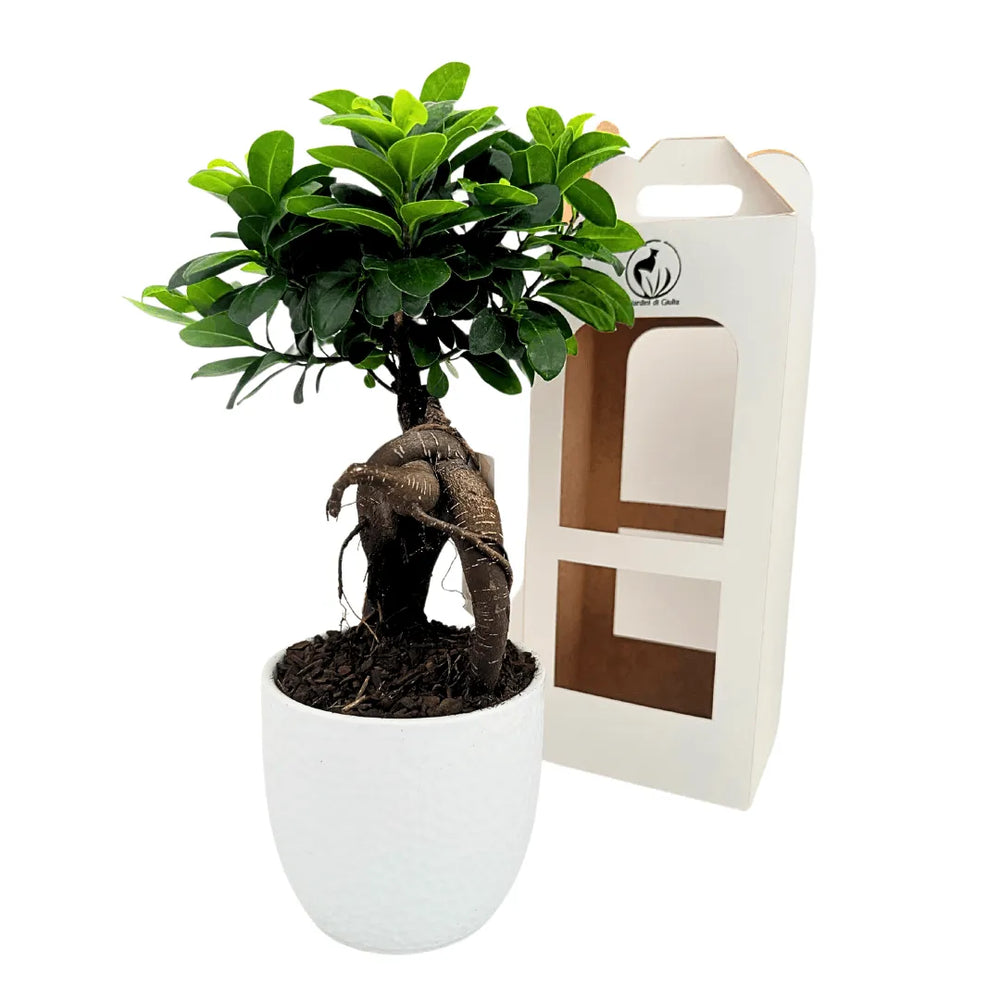Bonsai Ficus Ginseng in vaso Boston - i Giardini di Giulia  