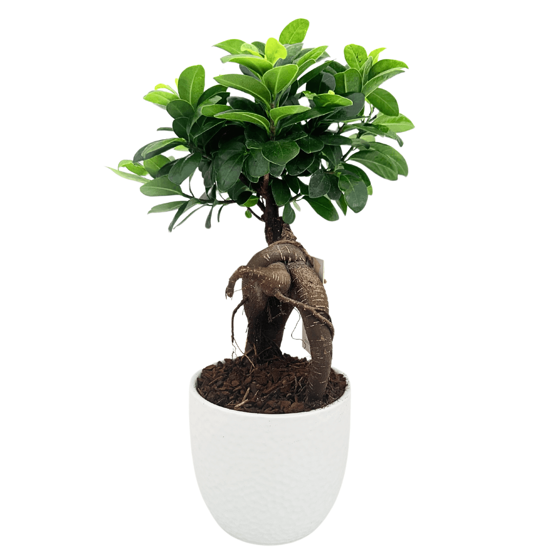 Bonsai Ficus Ginseng in vaso Boston