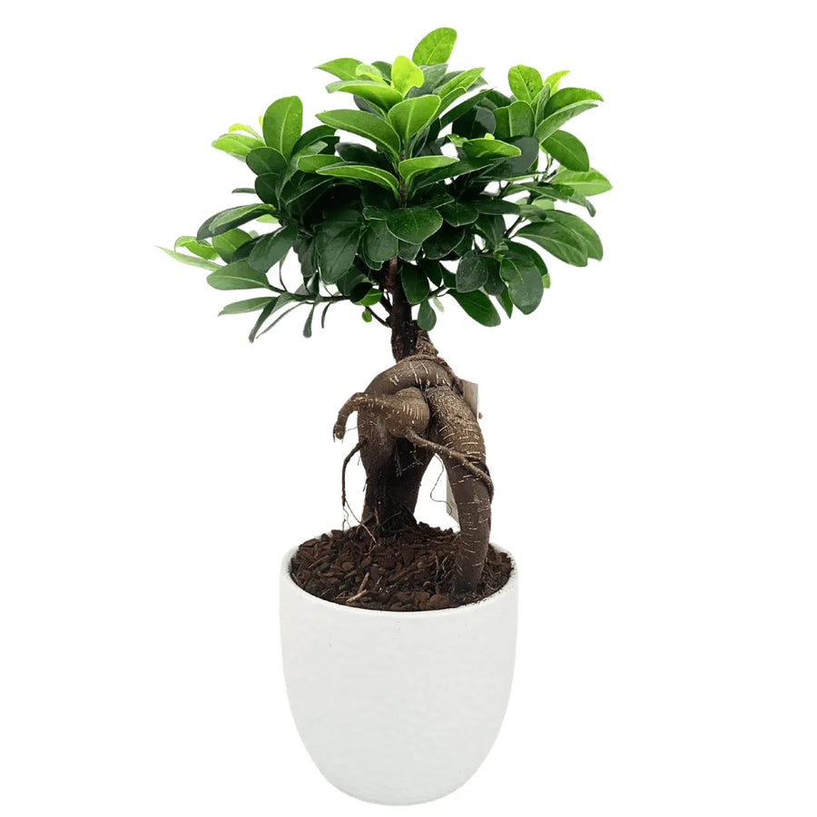 Bonsai Ficus Ginseng in vaso Boston ceramica, altezza 40 cm, radici aeree esposte, fogliame verde lucido, tronco nodoso, pianta da interno zen a bassa manutenzione - I Giardini di Giulia