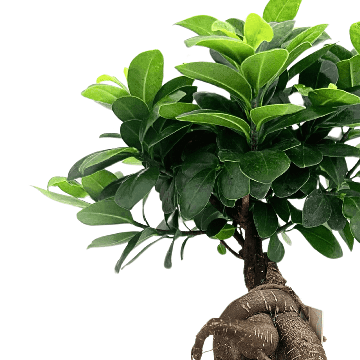 Bonsai Ficus Ginseng in vaso Boston