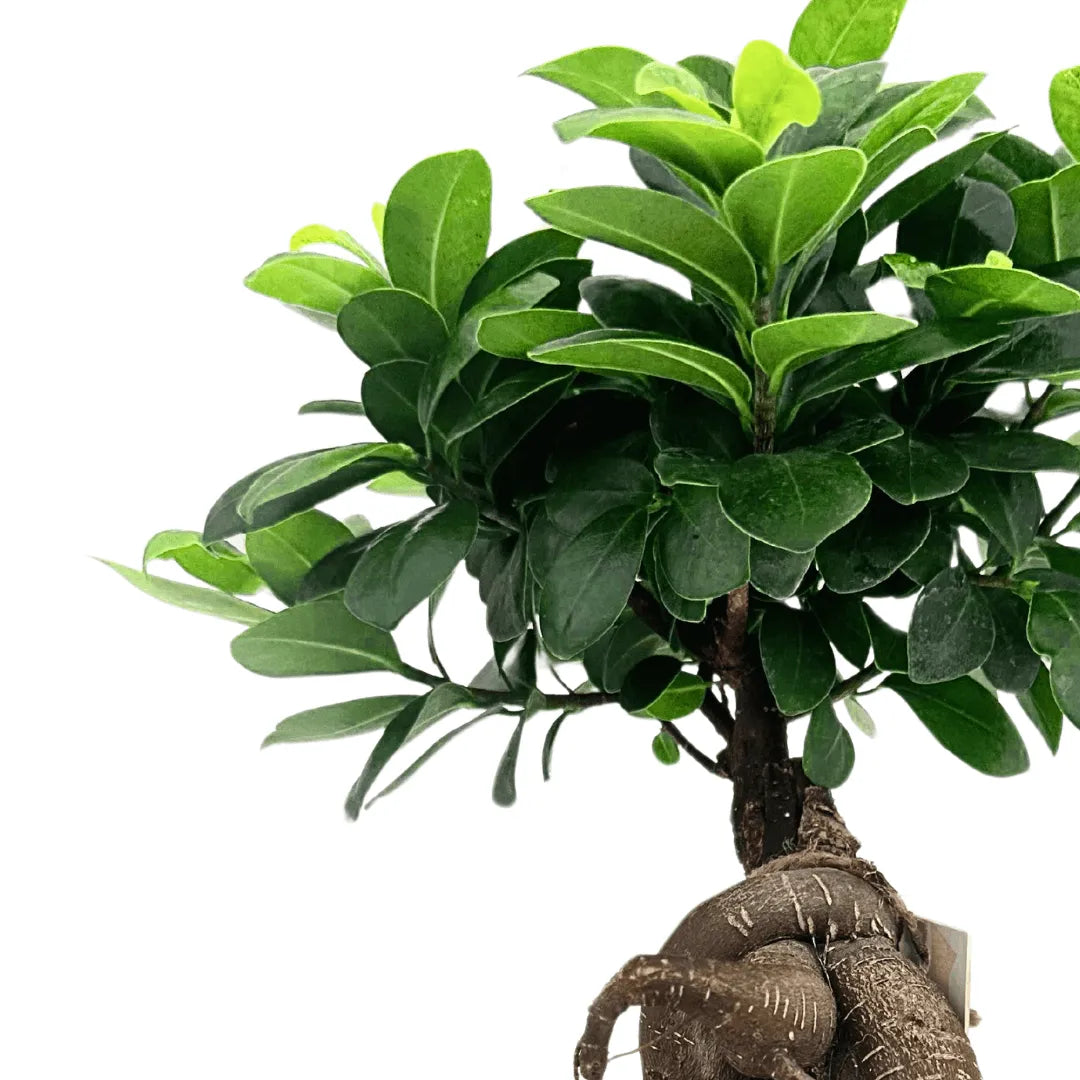 Bonsai Ficus Ginseng in vaso Boston - i Giardini di Giulia  