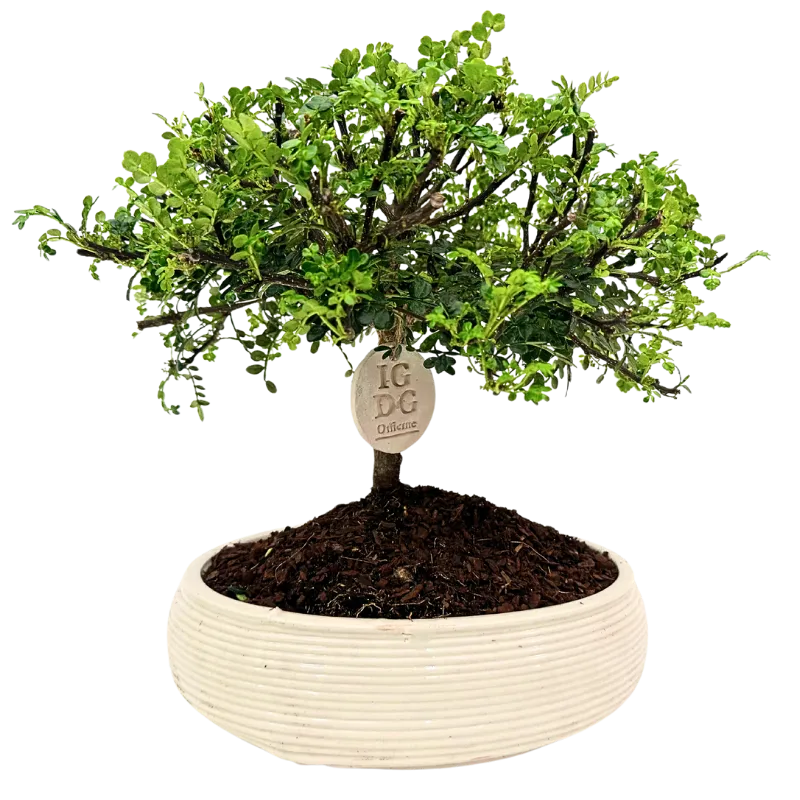 Bonsai di Pepe in vaso ovale ceramica artigianale  con etichetta IGDG Officine