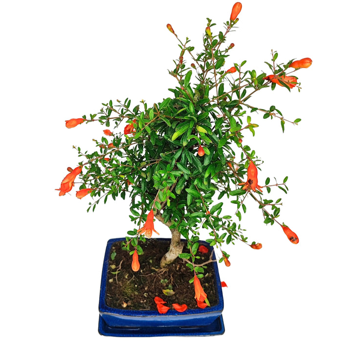Bonsai Punica granatum nana in fiore, pianta ornamentale da interno con vaso blu e chioma compatta