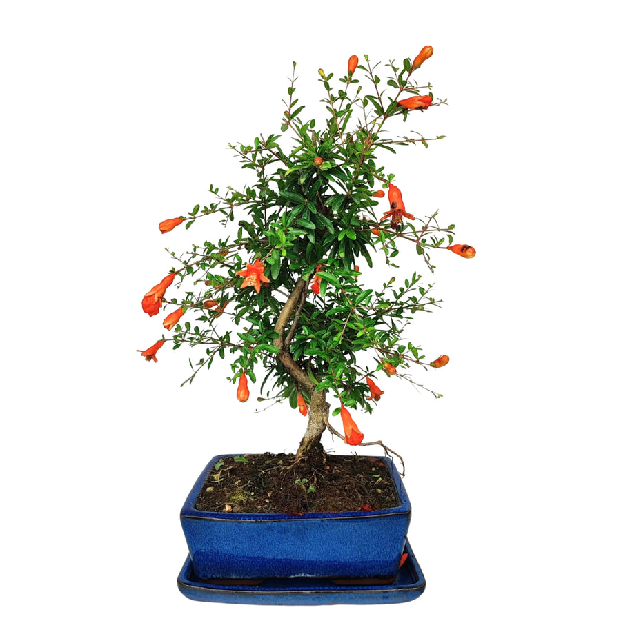Bonsai melograno nano 7 anni con tronco sinuoso e fioritura arancione, pianta da interno elegante