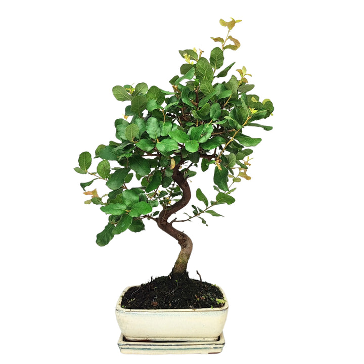 Bonsai Quercus suber 7 anni con tronco sinuoso e chioma compatta in vaso smaltato bianco