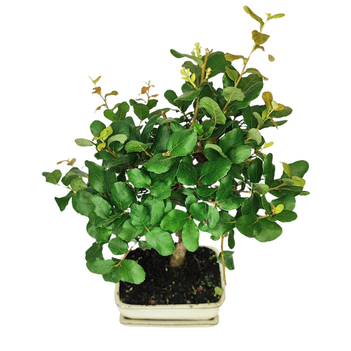 Bonsai Quercus suber da interno visto dall’alto, chioma densa  in vaso chiaro