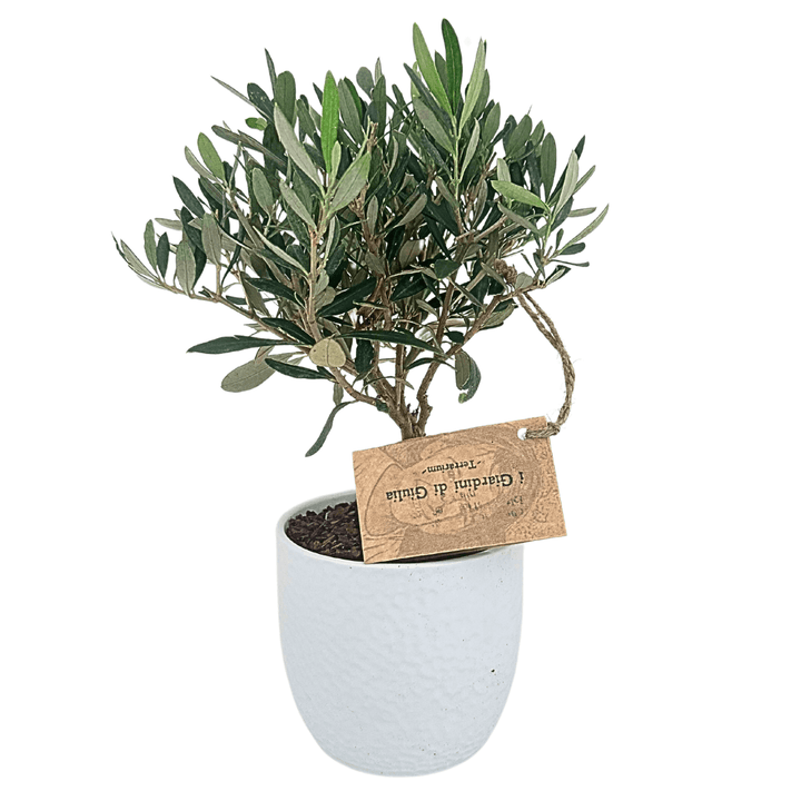 Bonsai Olivo, vaso ceramica bianco Boston