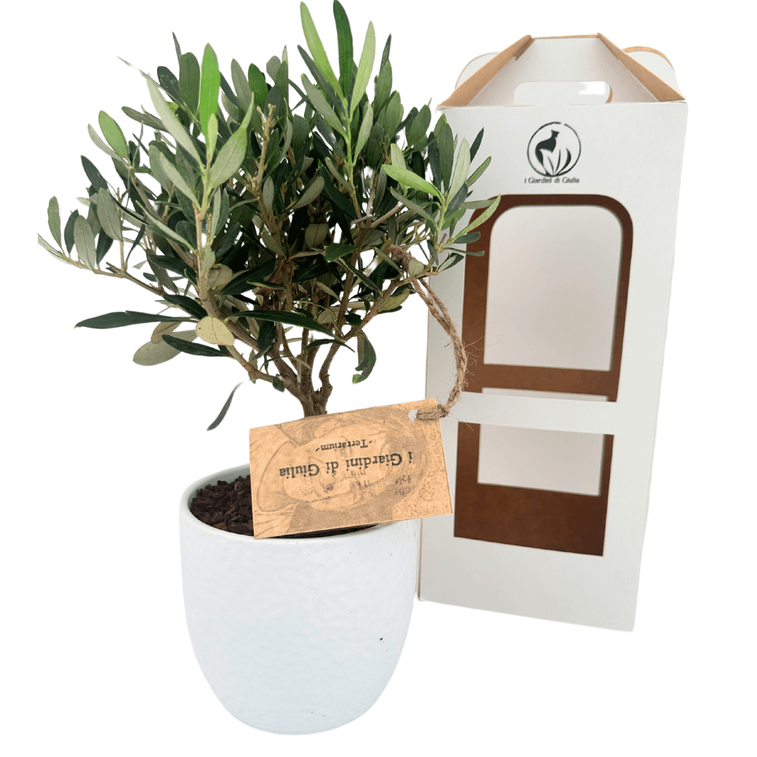 Bonsai Olivo, vaso ceramica bianco Boston