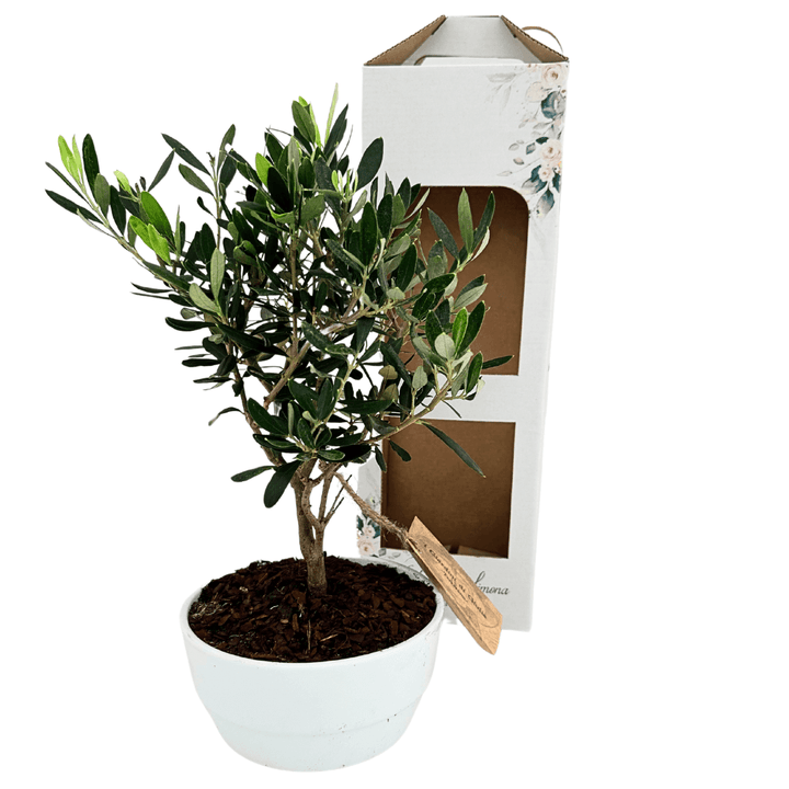 Bonsai Olivo in vaso ceramica Novara