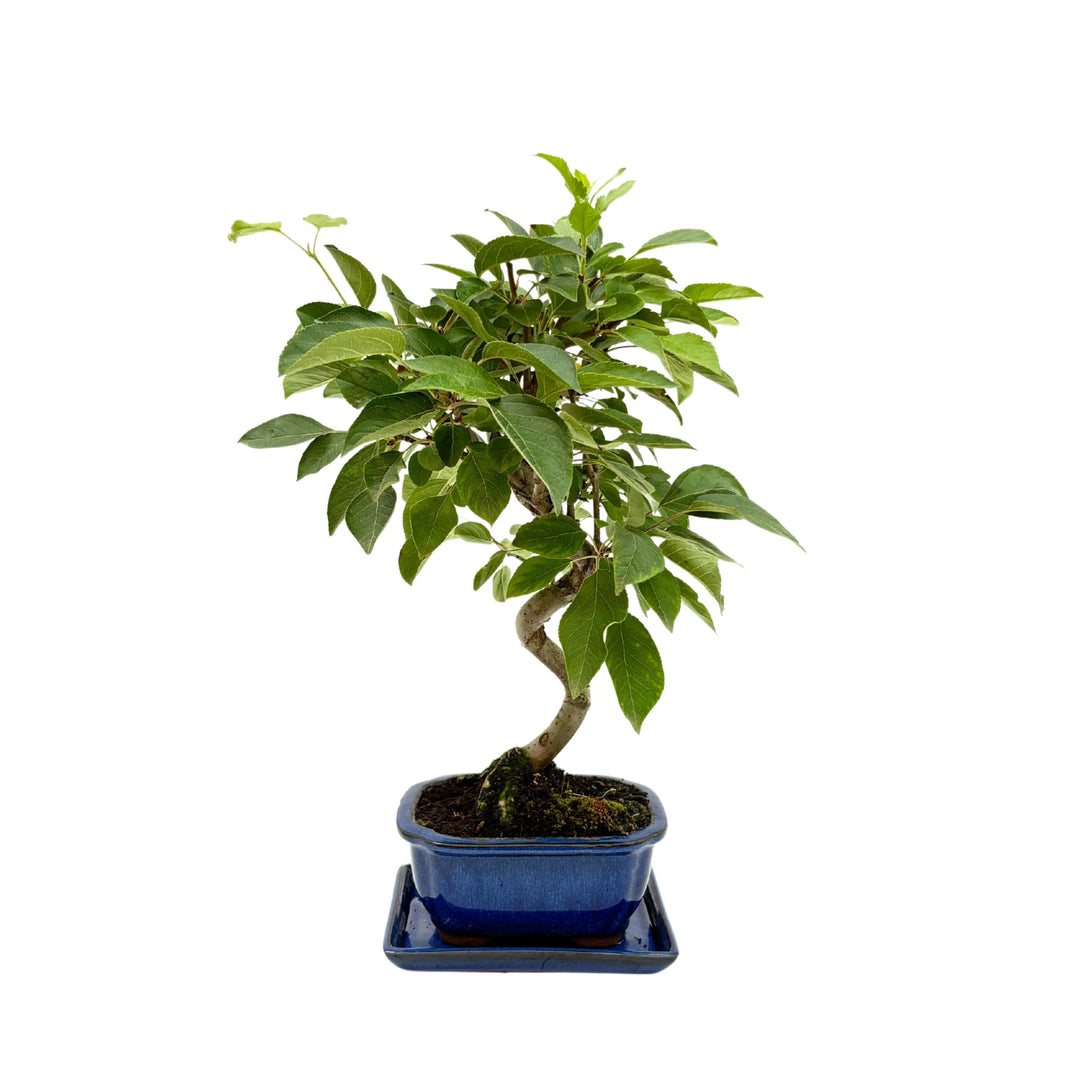Bonsai 8 anni di Melo in vaso e sottovaso in terracotta smaltato blu tronco a s