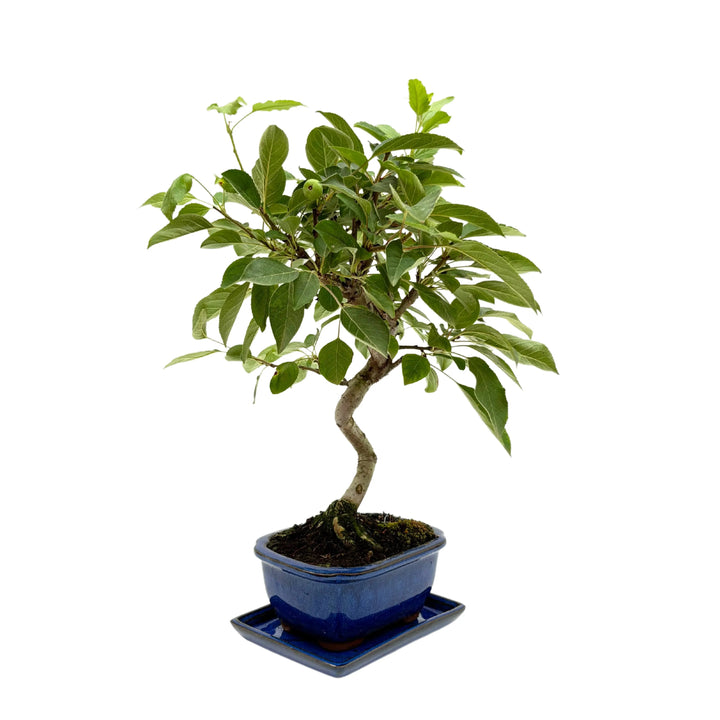 Bonsai 8 anni di Melo fista laterale in un vaso e sottovaso in erracotta smaltato blu 