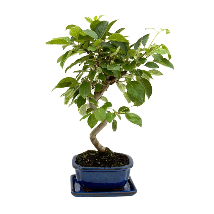 Bonsai 8 anni di Melo pianta con tronvco ad s bonsai posto in un vaso in terracotta smaltato blu 