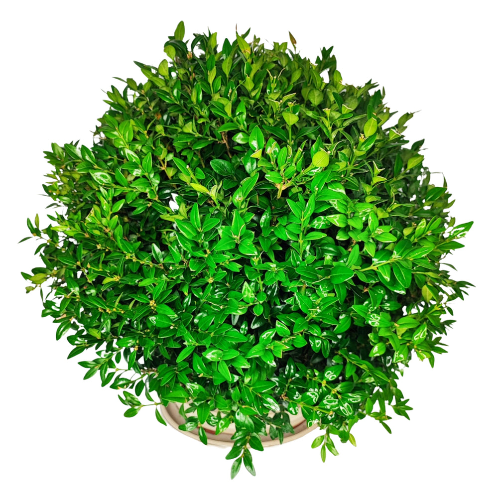 Chioma fitta e tondeggiante del bonsai Buxus sp. da 15 anni, vista superiore in vaso chiaro



